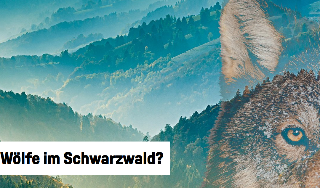Wölfe im Schwarzwald?